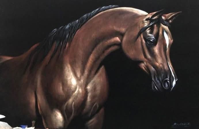 Profil d'un Cheval Arabe — Boukhalifi